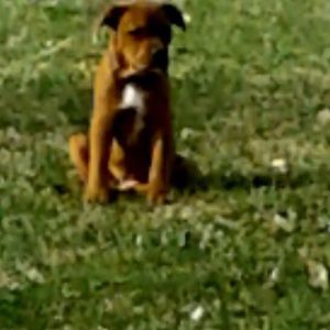 Meet your Posher, Bob